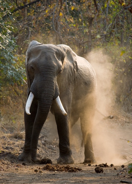 Wild Elephant gooit het stof