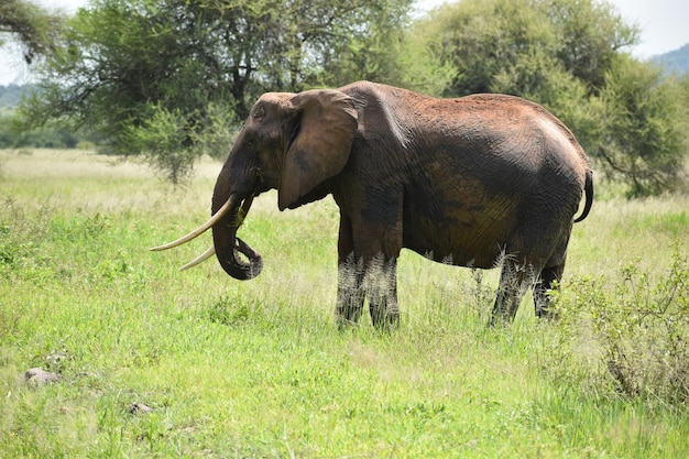 アフリカの国立公園にいる野生の象野生の象の保護