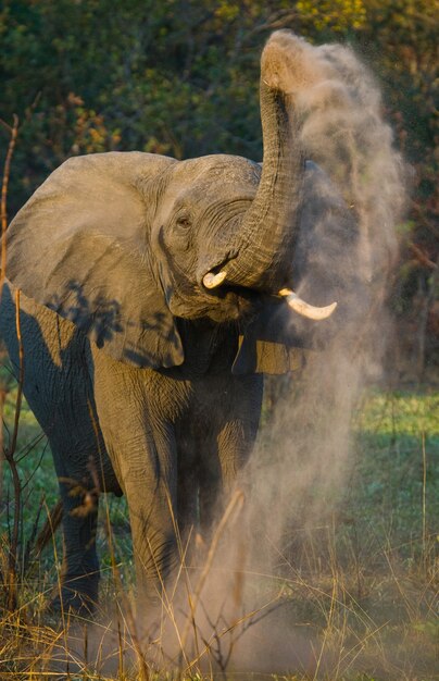 Wild Elephant throws the dust 