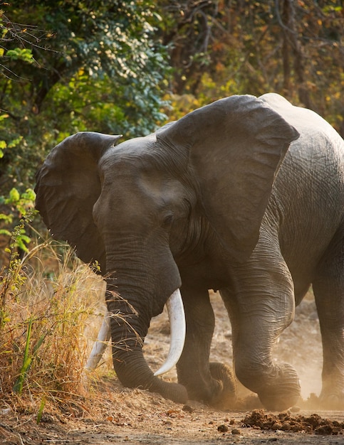 Wild Elephant throws the dust 