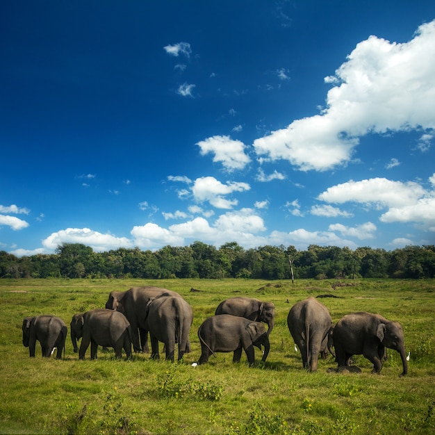 스리랑카에서 야생 코끼리