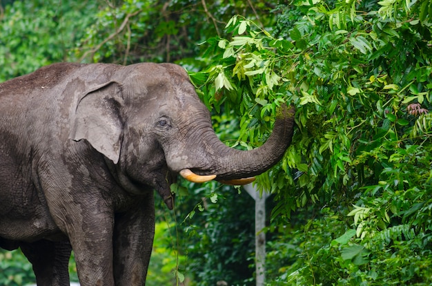 タイのカオヤイ国立公園で野生のゾウ