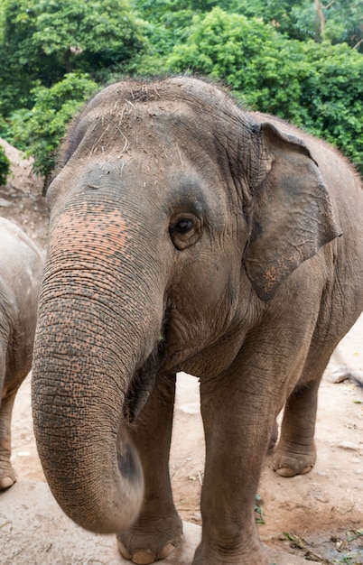 Wild elephants in Thailand