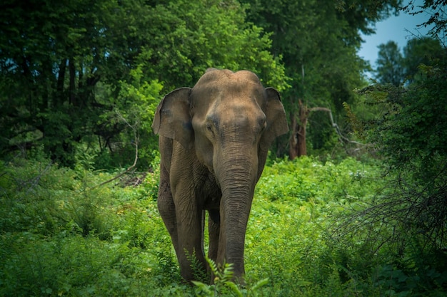 スリランカのウダワラワヤラ国立公園の野生の象