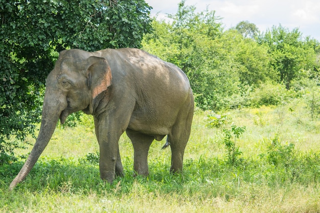 Photo wild elephants at udawalawa yala national park in sri lanka