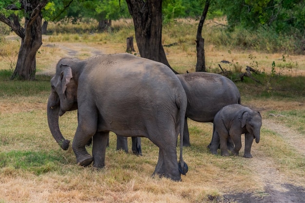 Photo wild elephants at udawalawa yala national park in sri lanka