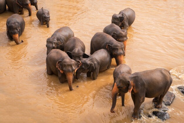 Wild elephants wash in the orange river water. Animals in the wild.