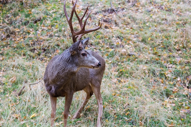 미국 콜로라도 주 로키 마운틴 국립공원의 초원에서 풀을 뜯는 야생 엘크