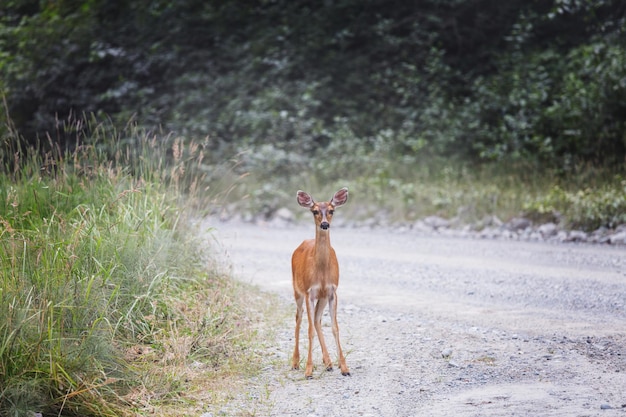 Alci selvatici al pascolo su un prato nel parco nazionale delle montagne rocciose, colorado, stati uniti