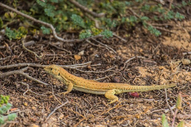 Wild Encounters Sand Lizard Reptiles in Their Natural Habitat