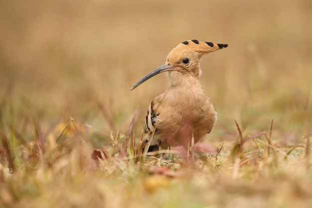 Wild eurasian hoopoe in the nature habitat