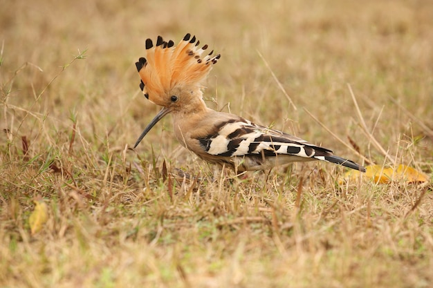 Upupa eurasiatica selvatica nell'habitat naturale