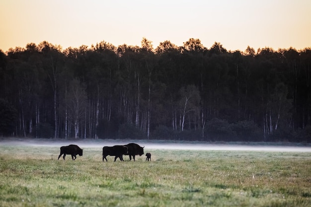 Wild european aurochs in the forest at belovezhskaya pushcha national park belarus