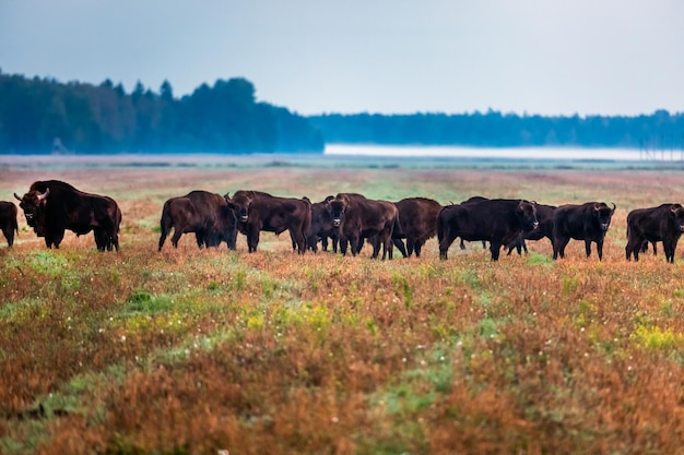 写真 ベロヴェズカヤ・プッチャ国立公園の森の野生のヨーロッパのオーロックス