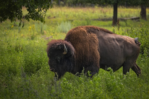 Photo wild european bison bull walking in a forest reserve closeup