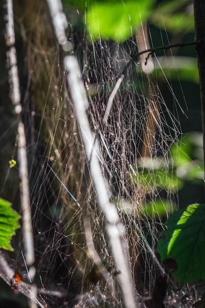 Cervi europei selvatici nella foresta al parco nazionale bielorussia di belovezhskaya pushcha