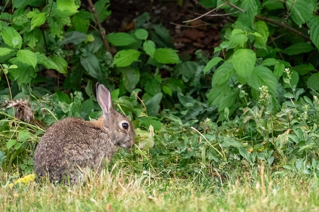 Фото Дикий европейский кролик oryctolagus cuniculus в траве летом дикий кролик в природе