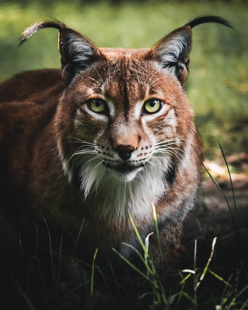 wild face hunter lynx mammal portrait