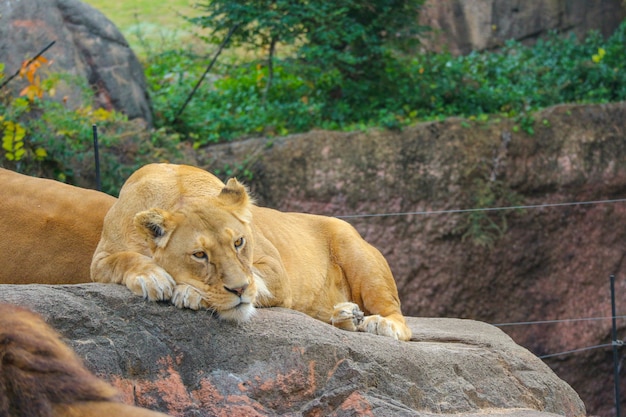 Wild female lion relaxing sleeping on the rock stone.