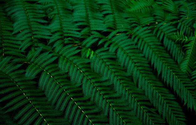 Foto farna selvatica in una foresta pluviale australiana