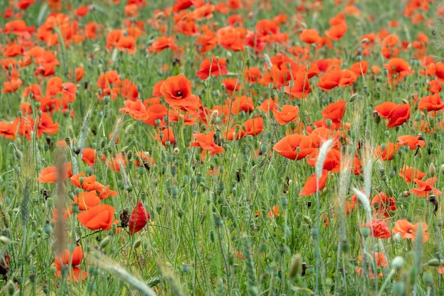 A wild field of flowers in the countryside A large field of red poppies with beautiful blooming buds