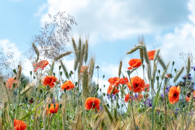 A wild field of flowers in the countryside A red poppy grows and blooms in a wheat field