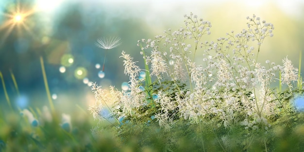 wild field flowers and green grass sun light meadow summer spring nature