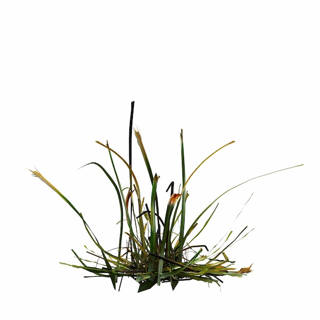 사진 흰색 배경에 고립 된 야생 필드 잔디, 3d 그림, cg 렌더링