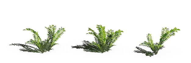 사진 흰색 배경에 고립 된 야생 필드 잔디, 3d 그림, cg 렌더링