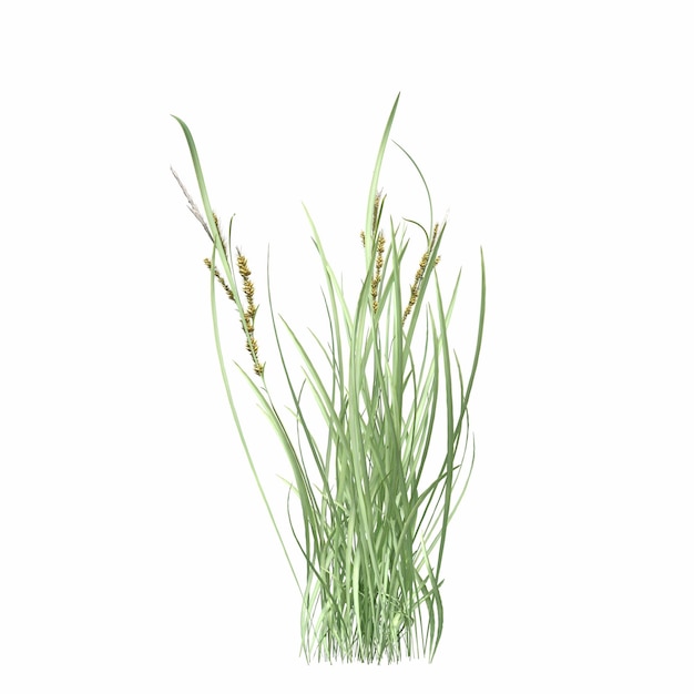 wild field grass, isolated on white background, 3D illustration, cg render