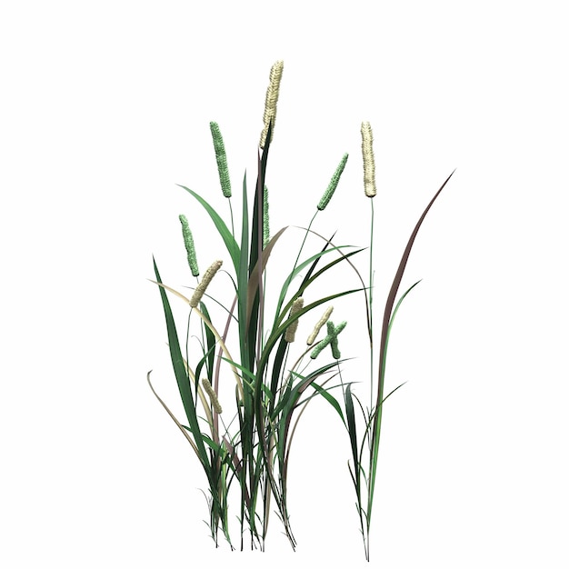 wild field grass, isolated on white background, 3D illustration, cg render