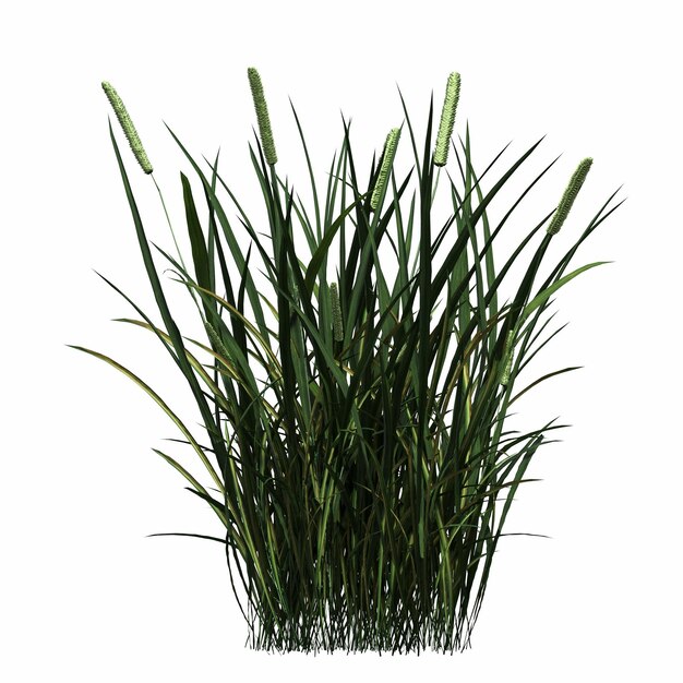 wild field grass, isolated on white background, 3D illustration, cg render