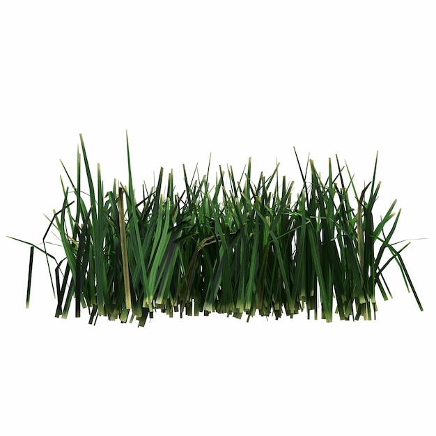 wild field grass, isolated on white background, 3D illustration, cg render