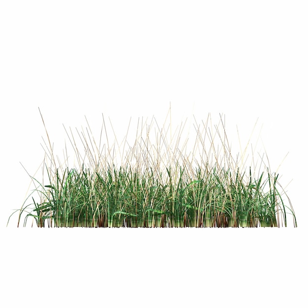 Photo wild field grass, isolated on white background, 3d illustration, cg render