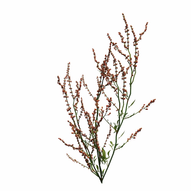 wild field grass, isolated on white background, 3D illustration, cg render