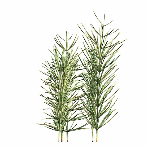 wild field grass, isolated on white background, 3D illustration, cg render