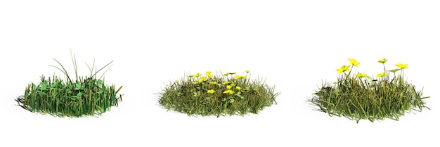 дикая полевая трава, выделенная на белом фоне, 3D иллюстрация, cg render