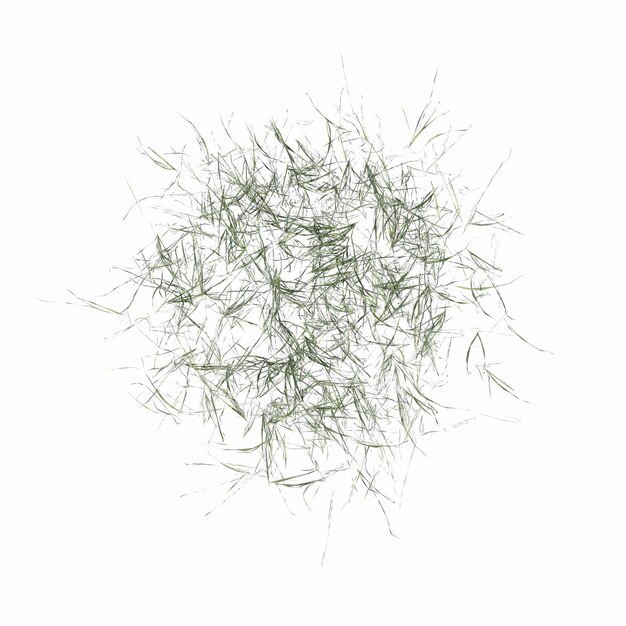 дикая полевая трава, вид сверху, изолированный на белом фоне, 3D иллюстрация, cg render