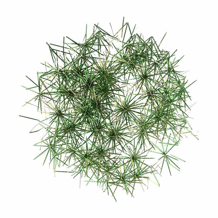 Photo wild field grass, top view, isolated on white background, 3d illustration, cg render