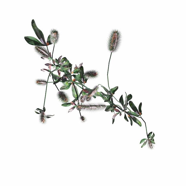 Photo wild field grass, top view, isolated on white background, 3d illustration, cg render