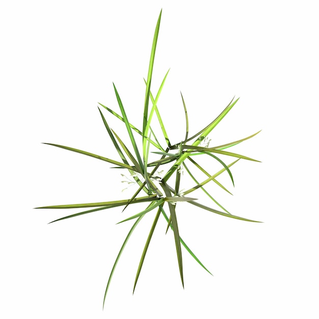 wild field grass, top view, isolated on white background, 3D illustration, cg render