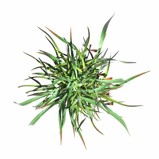 wild field grass, top view, isolated on white background, 3D illustration, cg render