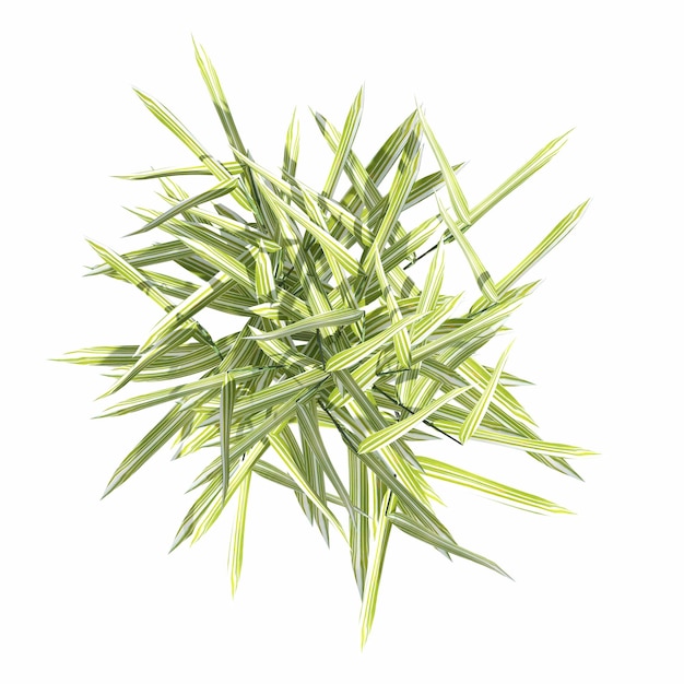 wild field grass, top view, isolated on white background, 3D illustration, cg render