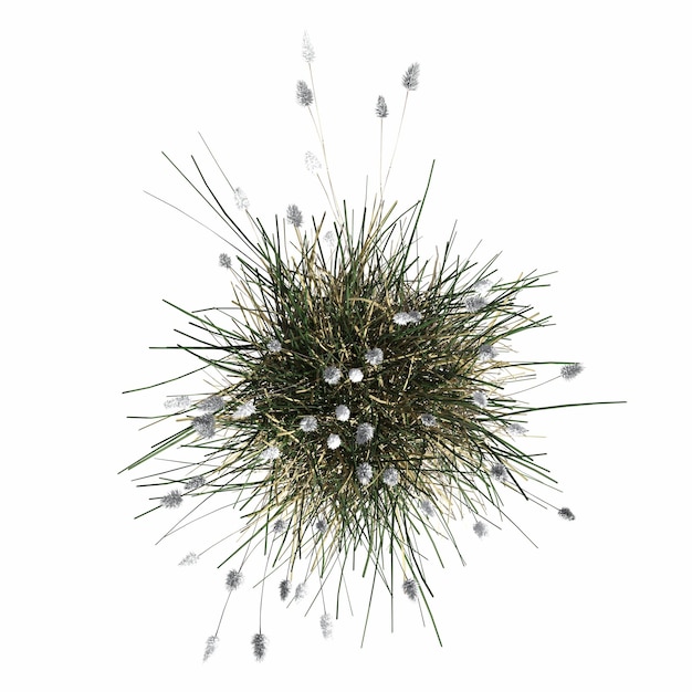 wild field grass, top view, isolated on white background, 3D illustration, cg render