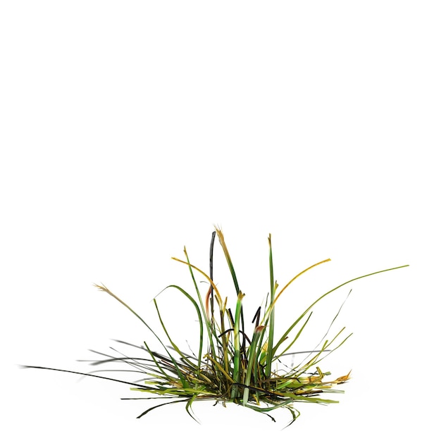 wild field grass with a shadow under it, isolated on white background, 3D illustration, cg render