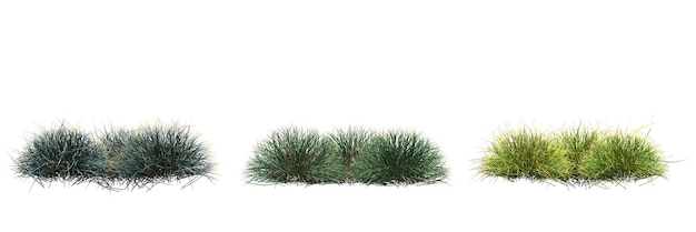 wild field grass with a shadow under it, isolated on white background, 3D illustration, cg render