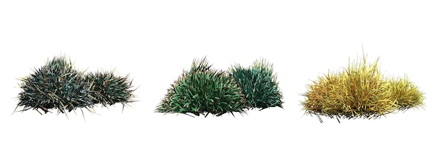 Foto erba di campo selvatico con un'ombra sotto di essa, isolata su sfondo bianco, illustrazione 3d, rendering cg