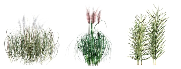 wild field grass with a shadow under it, isolated on white background, 3D illustration, cg render