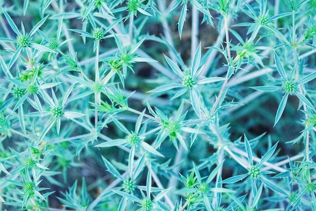 Foto erba selvatica della pianta del campo nella tonnellata blu morbida del sole
