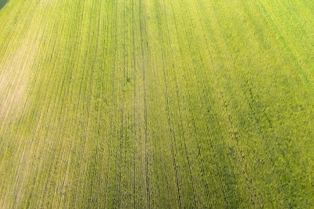 wild field view from above